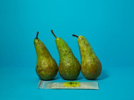nosovand 08 pears resize